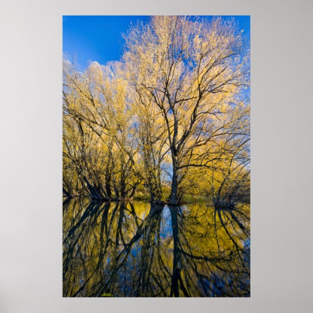 Poster Utah. EUA. Árvores Selvagens Folhosas (Frente)