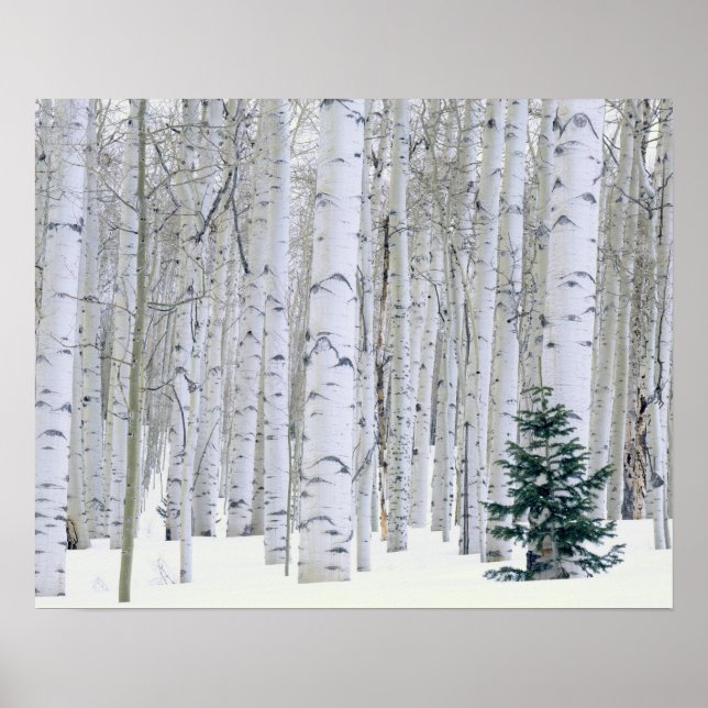Poster UTAH. EUA. Aspen (Populus tremuloides) & Douglas (Frente)