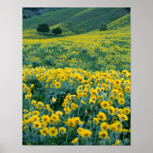 Póster UTAH. EUA. Balsamoriza Balsamorhiza