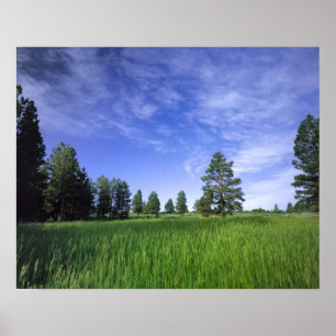 Poster UTAH. EUA. Ponderosa pines Pinus ponderosa)