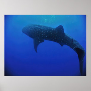 Poster Utila Whale Shark