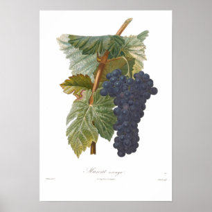 Poster Uva, arouya de Muscat