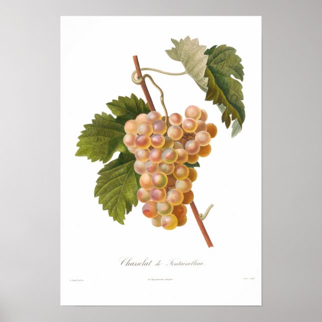 Póster Uva,Chasselat de Fontainebleau (Frente)