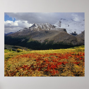 Póster Uva-ursina no início do outono Pico Athabasca no
