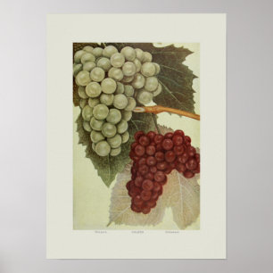 Poster Uvas