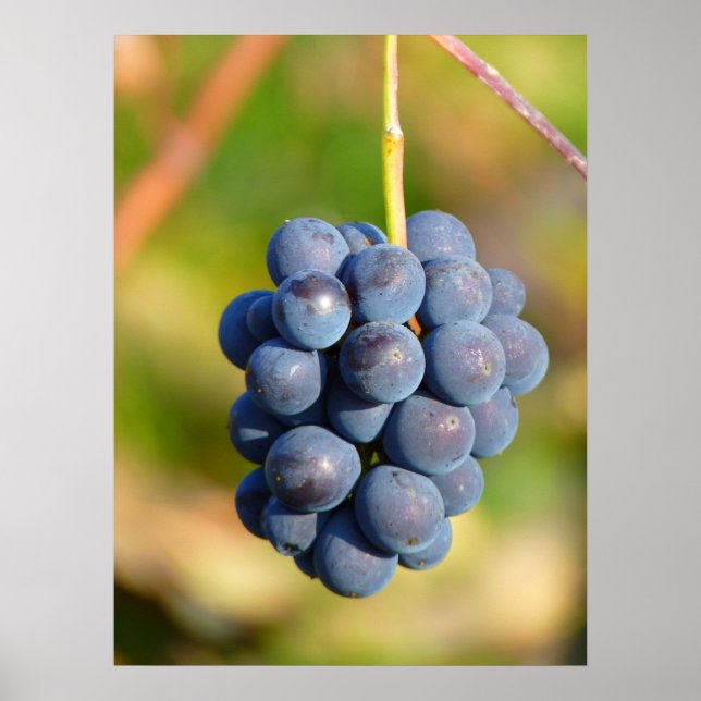 Póster Uvas (Frente)
