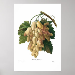 Póster Uvas brancas