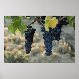 Poster Uvas de Tuscan