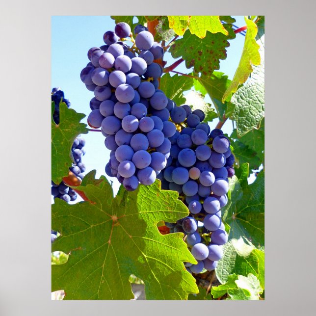 Poster Uvas de vinhedo (Frente)