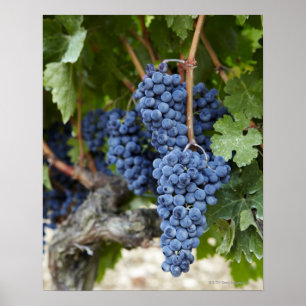 Póster Uvas de vinho tinto na vinha