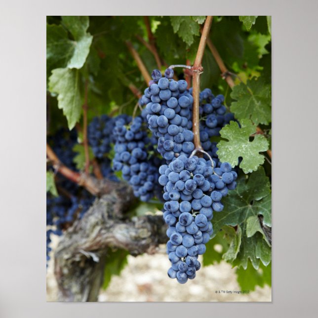 Póster Uvas de vinho tinto na vinha (Frente)