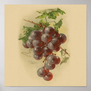 Poster Uvas do vintage
