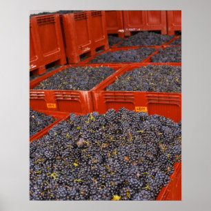 Póster Uvas Gamay recém-chegadas da colheita na