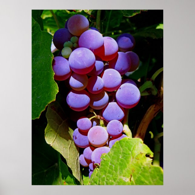Póster Uvas Idaho Concord (Frente)