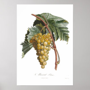 Póster Uvas, muscat blanc