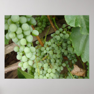 Póster Uvas na videira