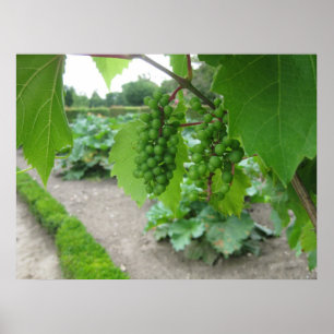Póster Uvas no palácio de Versalhes