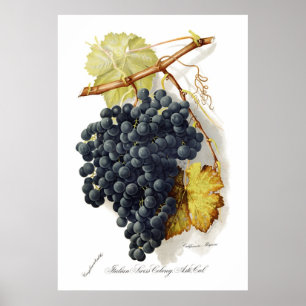 Póster Uvas para vinho de CA do Mignon de Bosqui