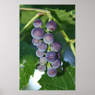 Póster Uvas Roxas