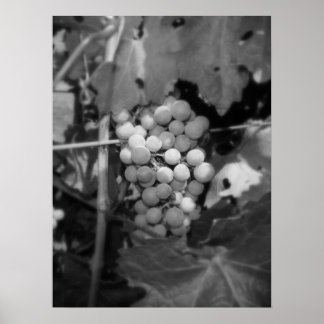 Póster Uvas Sonoma