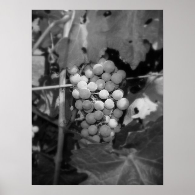 Póster Uvas Sonoma (Frente)