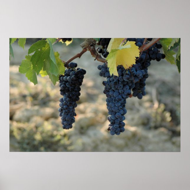 Poster Uvas Tuscan (Frente)