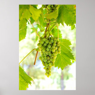 Póster Uvas verdes em videira