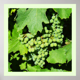 Póster Uvas verdes na vinha