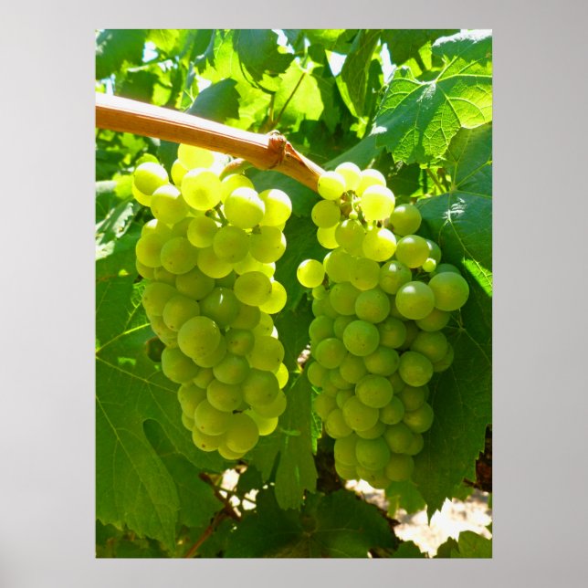 Poster Uvas Verdes na Vinha (Frente)