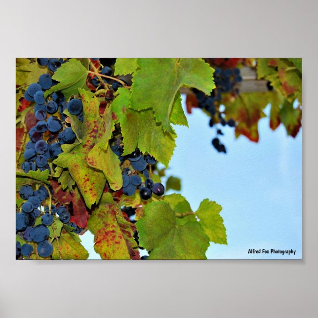 Poster Uvas Vermelhas Céu Azul (Frente)