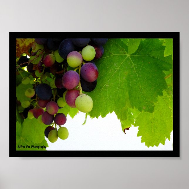 Poster Uvas Vermelhas na Videira (Frente)