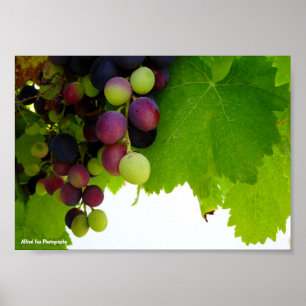 Poster Uvas Vermelhas na Videira