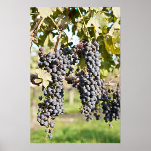 Poster Uvas Vermelhas na Vinha