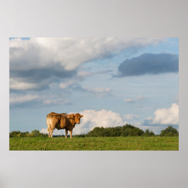 Poster Vaca Blonde d'Aquitaine na região de Dordogne, Fra