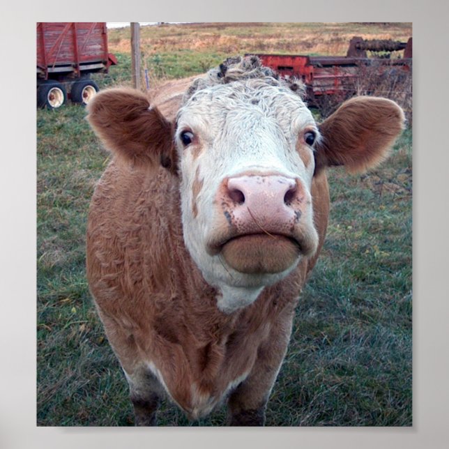 Poster Vaca Curiosa (Frente)