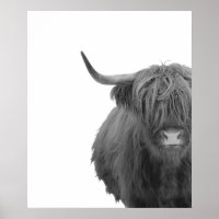 Vaca das Terras Altas Escócia Cartaz Rústico Preto