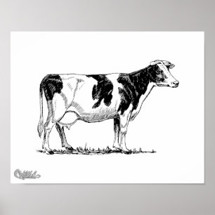 Póster Vaca de Holstein