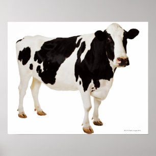 Póster Vaca de Holstein (taurus do Bos)