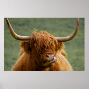 Poster Vaca de vaca em Highland lambendo nariz