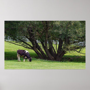 Poster Vaca do País