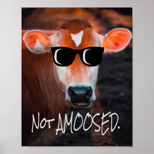 Poster Vaca em óculos escuros não é doce