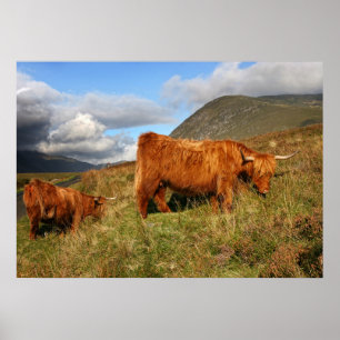Póster Vaca escocesa das montanhas em Scotland, escocês
