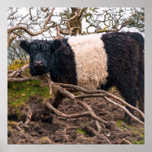 Poster Vaca Galloway Belga em Pé de Fallen Tree