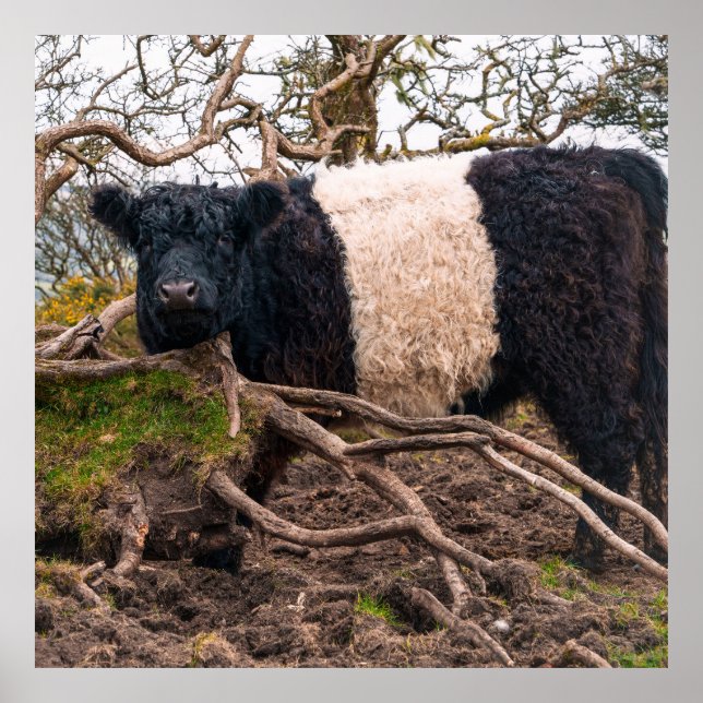 Poster Vaca Galloway Belga em Pé de Fallen Tree (Frente)