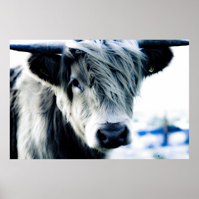 Poster Vaca Highland (Frente)