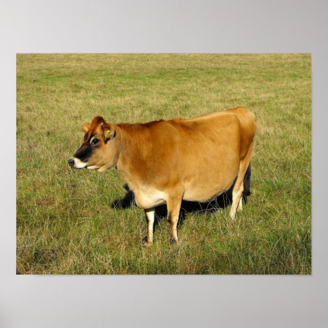 Póster Vaca Jersey em Jersey (Frente)