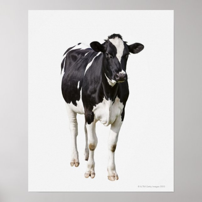 Poster Vaca leiteira (Bos taurus) de fundo branco (Frente)