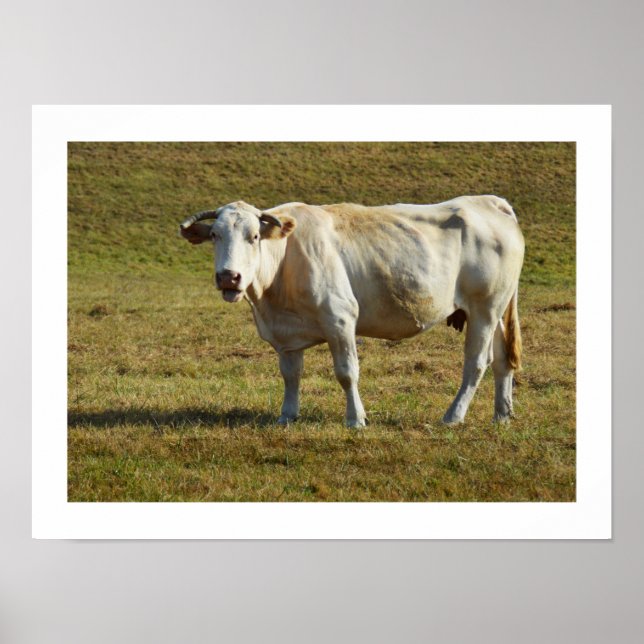 Poster Vaca loira Aquitaine (Frente)