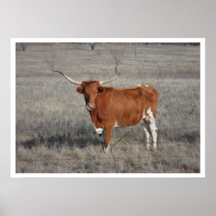 Póster Vaca Longhorn em Pasture
