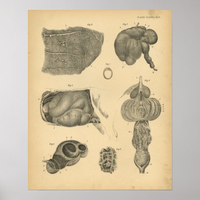 Poster Vaca Ox Lung Stomach Anatomy 1908 Vintage Impressã (Frente)